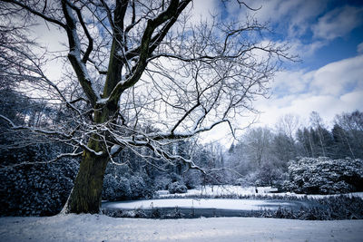 Bare trees on snow covered land against sky