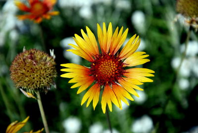 Close-up of yellow flower