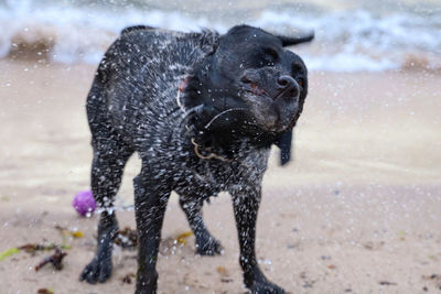 Black dog in a water