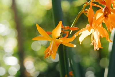 Close-up of orange flowering plant