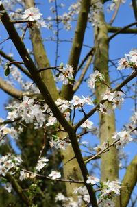 Low angle view of cherry blossoms in spring