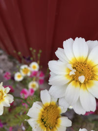 Close-up of yellow flowers