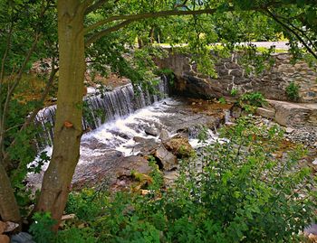 Scenic view of waterfall in forest