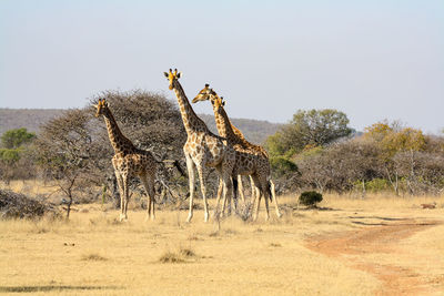 South african giraffe