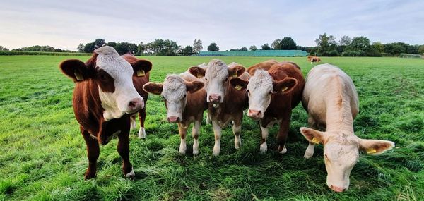 Cows standing in a field