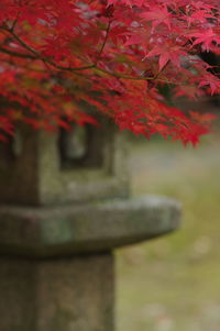 Close-up of red maple tree