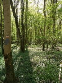 Trees growing in forest