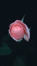 Close-up of pink rose against black background