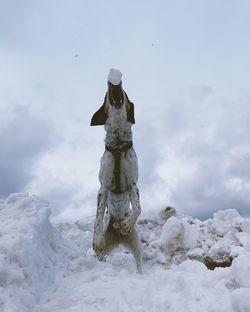 Pointer dog jumps after a snowball 