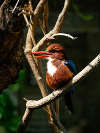 Close-up of bird perching on branch