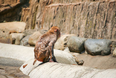 Monkey sitting on rock