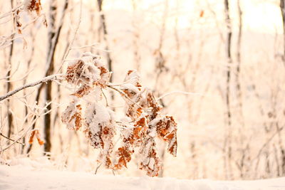 Close-up of snow covered plant