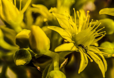 Close-up of ant on flowering plant