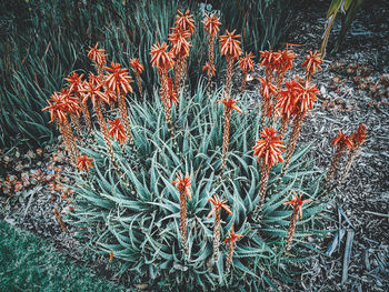 Close-up of plants