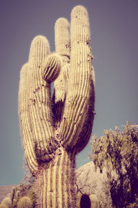 Low angle view of fresh cactus against clear sky