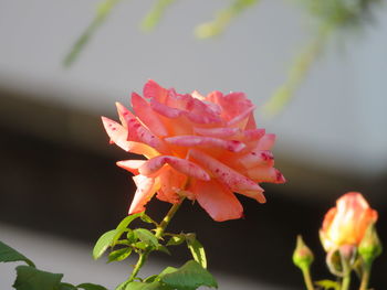 Close-up of red rose flower