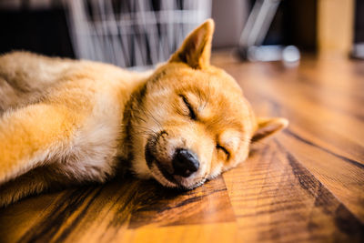 Close-up of dog sleeping on hardwood floor