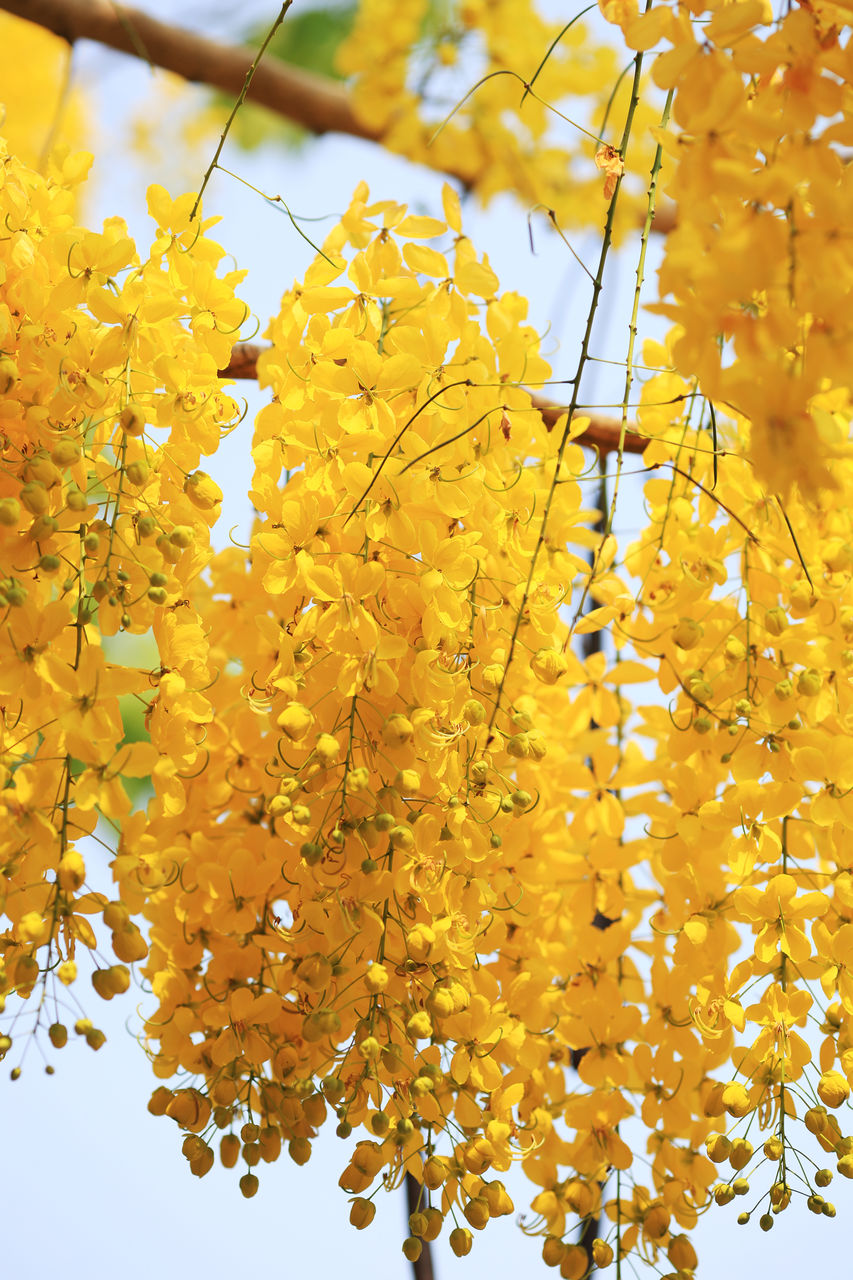 yellow, autumn, plant, tree, branch, nature, leaf, plant part, beauty in nature, no people, growth, day, close-up, low angle view, outdoors, sunlight, produce, flower, focus on foreground, sky, hanging, freshness