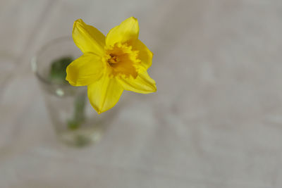 Close-up of yellow flower against blurred background