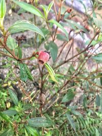 Close-up of flower growing on tree