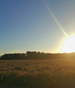 Scenic view of field against clear sky