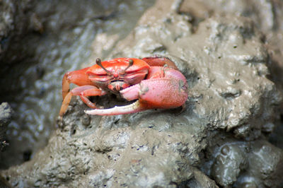 Close-up of crab on rock