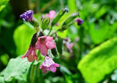 Close-up of pink flowering plant