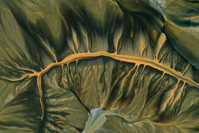 Close-up of green leaves