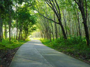 Road amidst trees in forest