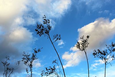 Low angle view of trees against cloudy sky