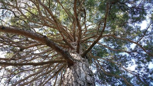 Low angle view of trees