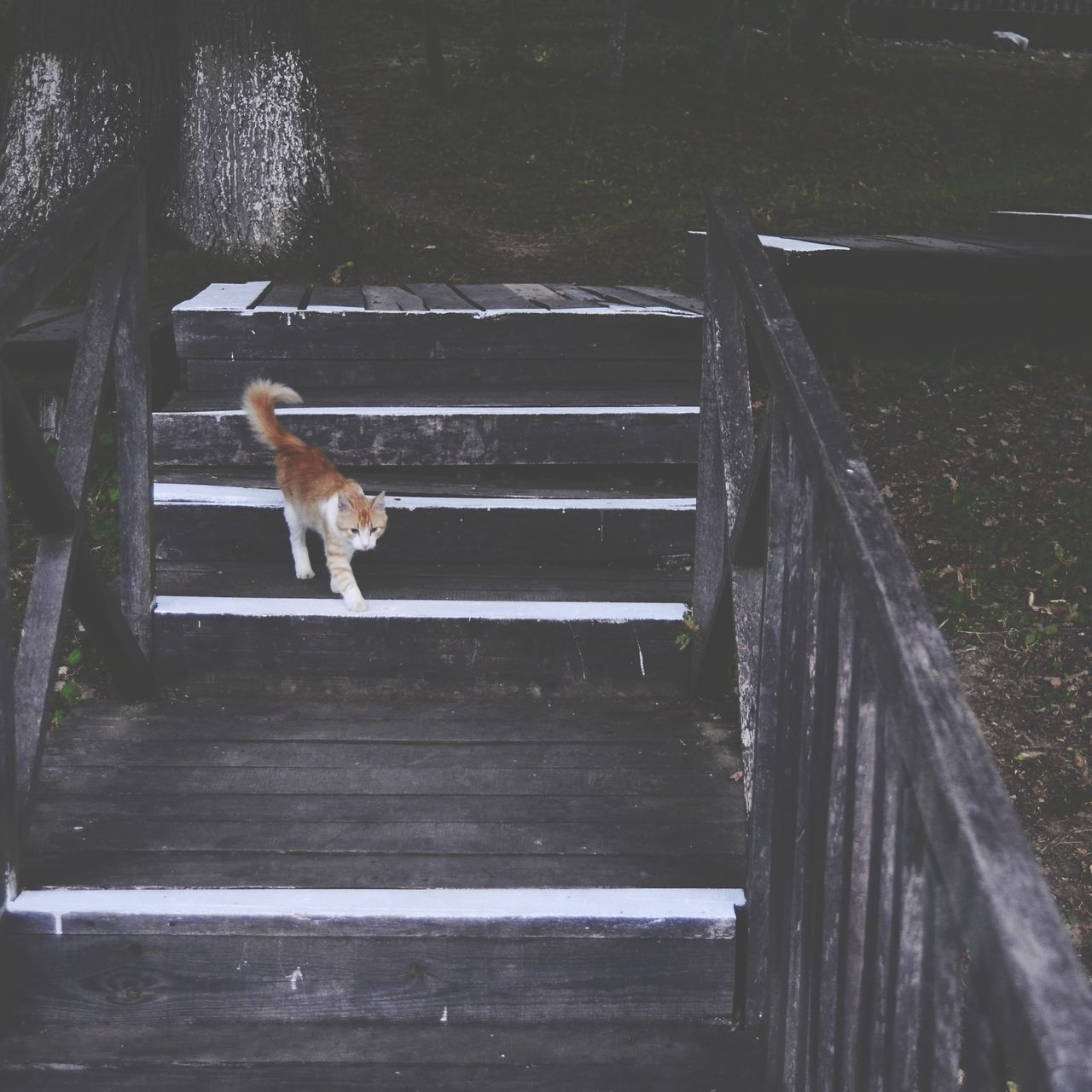 mammal, domestic, one animal, animal themes, domestic animals, pets, animal, vertebrate, wood - material, canine, dog, staircase, no people, full length, day, railing, architecture, nature, bench, outdoors