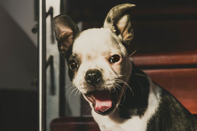 Close-up portrait of dog at home