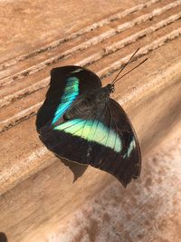 Close-up of butterfly perching outdoors