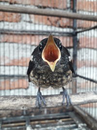 Close-up of a bird perching in cage