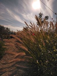 Plants on field against sky during sunset