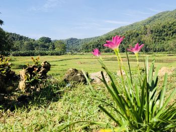 Scenic view of grassy field against sky