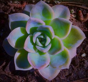 Close-up of succulent plant