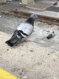 High angle view of pigeons perching on footpath