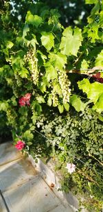 High angle view of flowering plants on tree