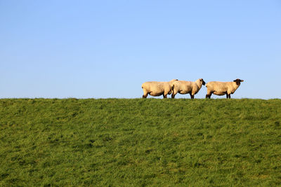 Sheep on field against clear sky