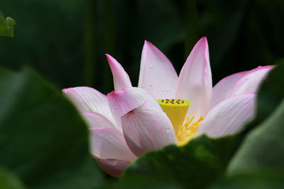 Close-up of pink water lily