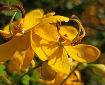 Close-up of yellow flowering plant