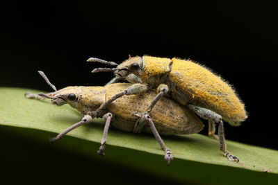 Close-up of insect on leaf against black background