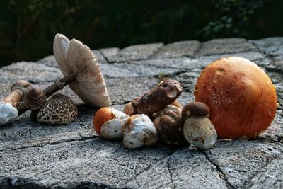 Close-up of mushrooms growing on rock