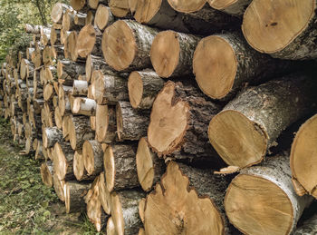 Stack of logs in forest