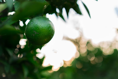 Low angle view of fruits on tree