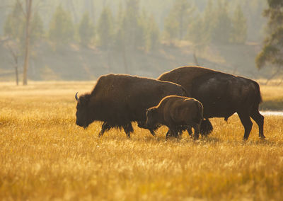 Bison family