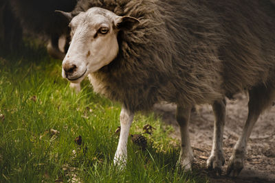 Sheep grazing and chewing on the grass in the forest, farm animals