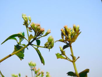 Close-up of plant against clear sky